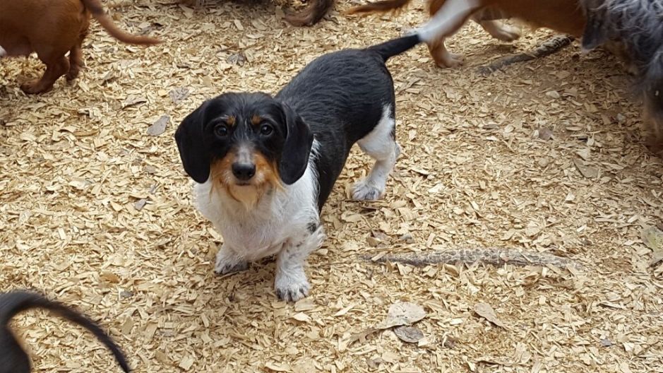 Available Young Adult Dachshunds Splendor Farms