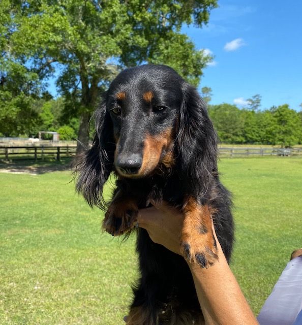 Available Young Adult Dachshunds Splendor Farms