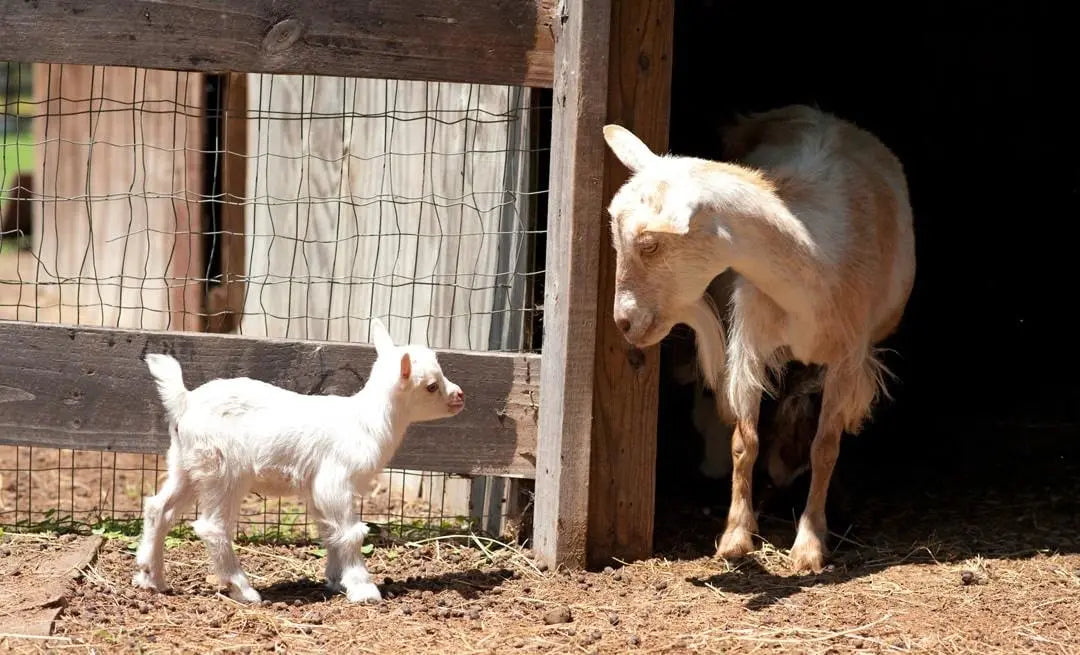 Petting Farm Splendor Farms