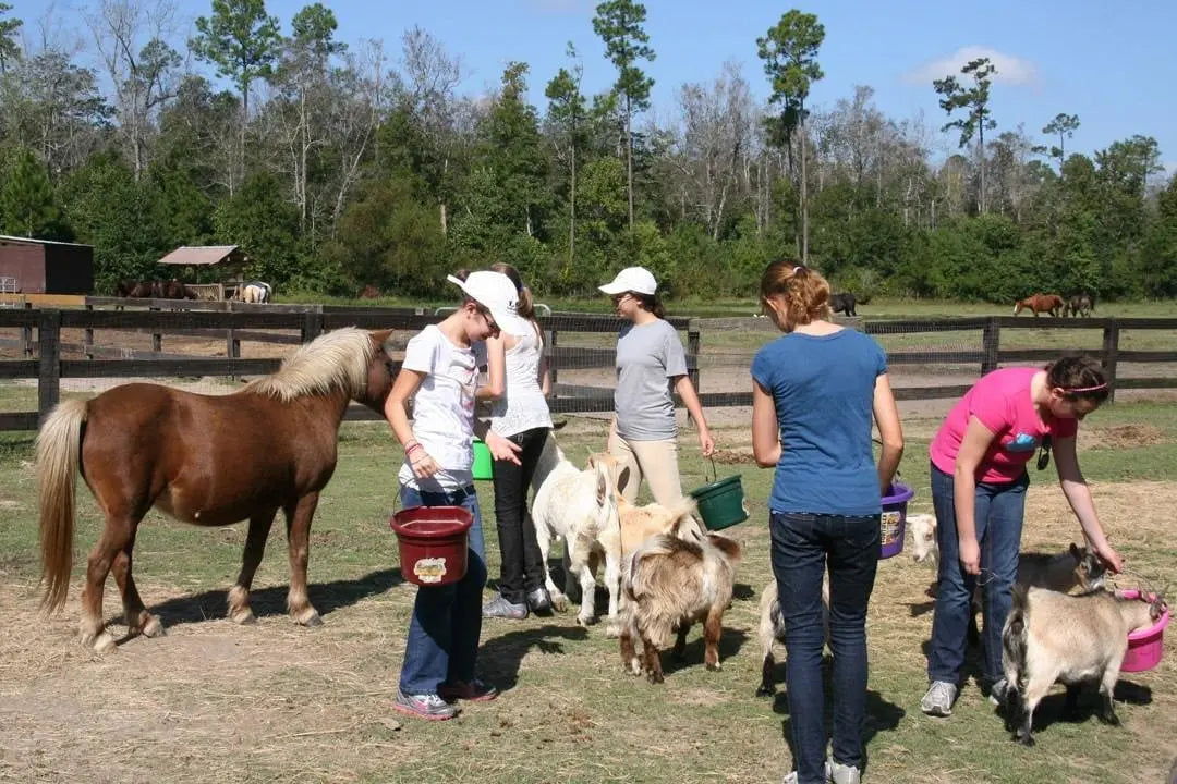 Petting Farm Splendor Farms