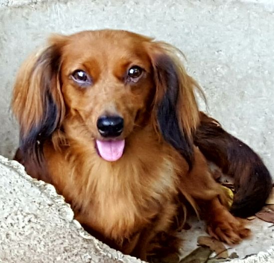 Available Young Adult Dachshunds Splendor Farms