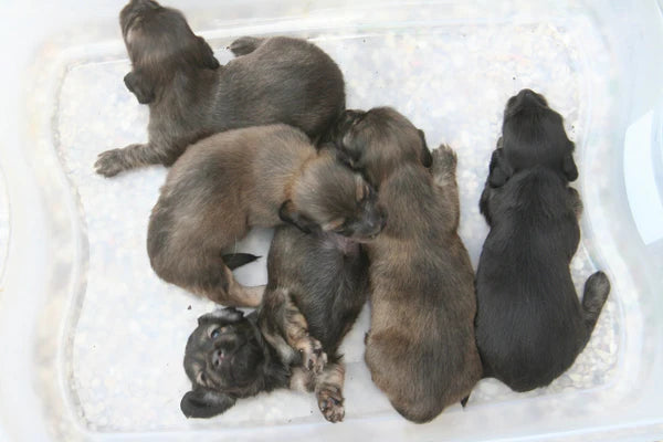 About Our Dachshund Kennel in Bush, Louisiana Splendor Farms