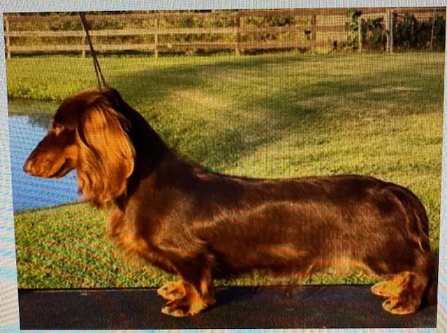 Available Young Adult Dachshunds Splendor Farms