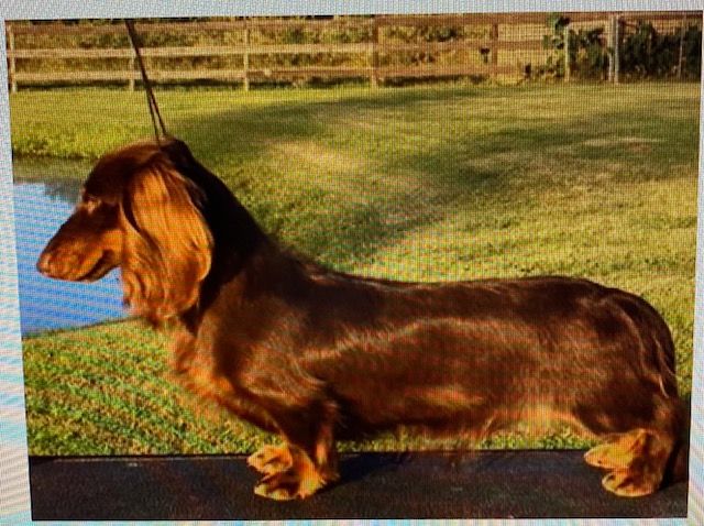 Available Young Adult Dachshunds Splendor Farms 